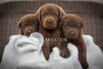 Bellissima Cucciolata di Labrador Retrievers Chocolate - Foto n. 1