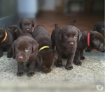 Bellissima Cucciolata di Labrador Retrievers Chocolate - Foto n. 2