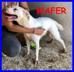 Wafer Simil Labrador Super Coccoloso in Canile da Tutta la Vita