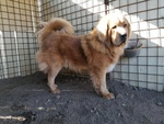 🐶 Mastino Tibetano maschio di 6 anni e 2 mesi in vendita a Povegliano (TV) da privato