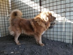 Cedo Tibetan Mastiff - Foto n. 3