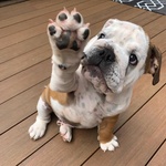 Stupendi Cuccioli di Bulldog Inglese - Foto n. 1