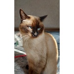 Gatto Siamese da Accoppiamento