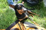 Cerco una Fidanzata per il mio Pinscher