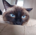 Gatto Siamese da Accoppiamento - Foto n. 2