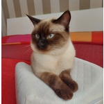 Gatto Siamese da Accoppiamento - Foto n. 3