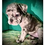 Bulldog Francese - Foto n. 3