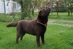 🐶 Labrador maschio in accoppiamento a Tolmezzo (UD) da privato