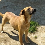 Cagnolina Cerca Casa - Foto n. 2