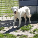 Cagnolina Cerca Stallo/adozione