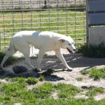 Cagnolina Cerca Stallo/adozione - Foto n. 2