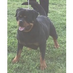 Cuccioli Rottweiler - Foto n. 2