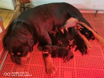 Cuccioli Rottweiler - Foto n. 3