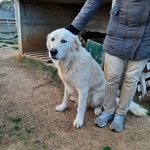 Giovane Cagnolone cera Casa - Foto n. 7