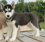 Disponibile Bellissima Cucciolata di Siberian Husky - Foto n. 1