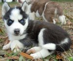 Disponibile Bellissima Cucciolata di Siberian Husky - Foto n. 2