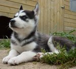 Disponibile Bellissima Cucciolata di Siberian Husky - Foto n. 3