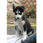 Disponibile Bellissima Cucciolata di Siberian Husky - Foto n. 4