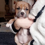 4 Cuccioli Amstaff (american Staffordshire Terrier) - Foto n. 3