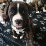 4 Cuccioli Amstaff (american Staffordshire Terrier) - Foto n. 6