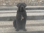 Cuccioli Mastino Napoletano - Foto n. 2