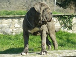 Cuccioli Mastino Napoletano - Foto n. 4