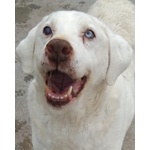 Blanco Incrocio Labrador Husky - Super Adozione del Cuore