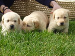 Labrador Cuccioli Disponibili - Foto n. 1