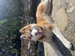 Accoppiamento Siberian Husky - Foto n. 2