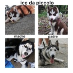 Accoppiamento Siberian Husky - Foto n. 7