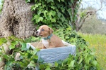 Cucciolo di Amstaff - Foto n. 2