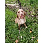 Cane mix Spinone di 5 anni Cerca Casa - Foto n. 2