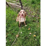 Cane mix Spinone di 5 anni Cerca Casa - Foto n. 3