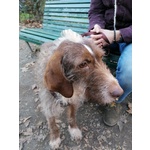 Cane mix Spinone di 5 anni Cerca Casa - Foto n. 5