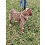 Cane mix Spinone di 5 anni Cerca Casa - Foto n. 8