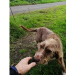 Cane mix Spinone di 5 anni Cerca Casa - Foto n. 9