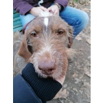 Cane mix Spinone di 5 anni Cerca Casa