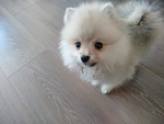 Cucciola di Spitz, Volpino di Pomerania. - Foto n. 1