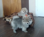 Cucciola di Spitz, Volpino di Pomerania. - Foto n. 2