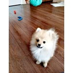 Cucciola di Spitz, Volpino di Pomerania. - Foto n. 3