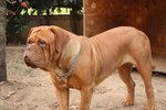 Vendo Bellissimi Cuccioli di Dogue de Bordeaux - Foto n. 4