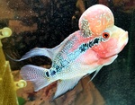 Coppia Riproduttrice Flowerhorn - Foto n. 1