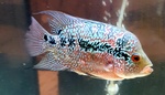 Coppia Riproduttrice Flowerhorn - Foto n. 2