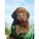 Labrador Cuccioli Disponibili - Foto n. 3