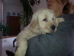 Golden Retriever Cucciolo - Foto n. 1