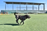 Cagnolona Dolcissima Cerca Casa - Foto n. 6