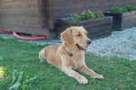 Golden Retriever Cucciolo - Foto n. 2