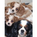 Cuccioli di Cavalier King