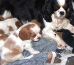 Cuccioli di Cavalier King - Foto n. 2