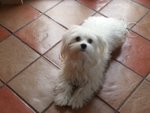 Bellissimi Cuccioli Maschi e Femmine di Razza Maltese